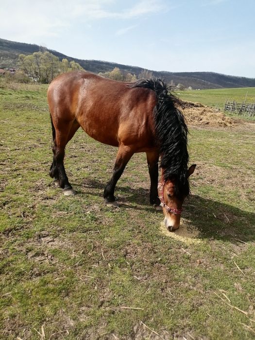 Manza de 2 ani de vanzare