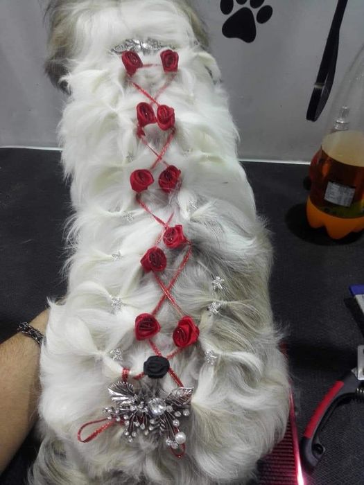 Frizerie Canina  Buzau