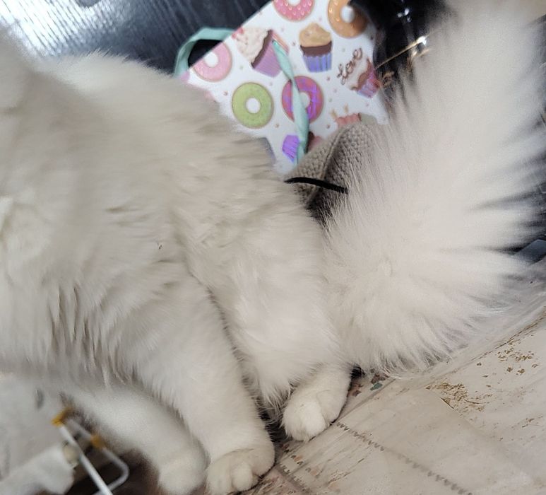 Персийска чинчила, снежно бяла, 6мес.