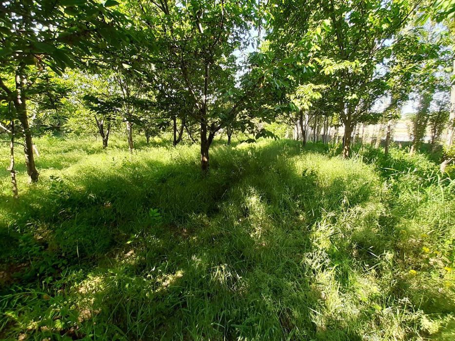 24 сотх учаска сотилади