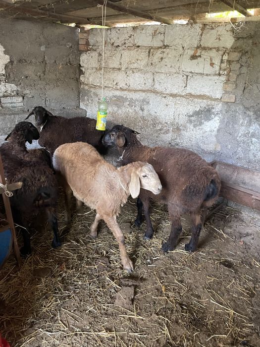 Кой токты кошкарлар бар