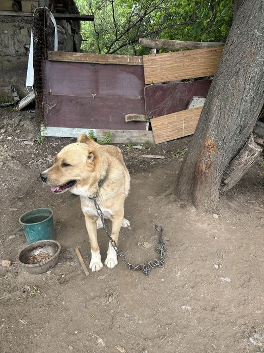 Таза аллабаи жасы. 2жасар.