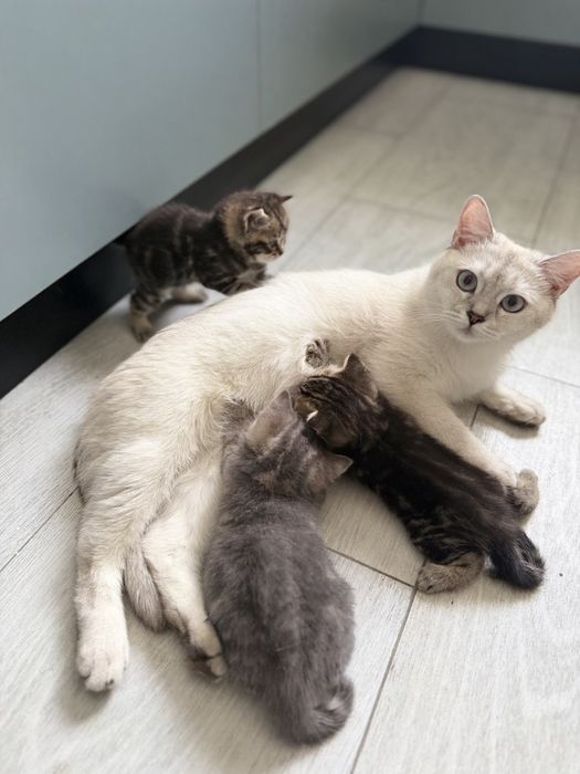 Продаю очаровательных плюшевых котят