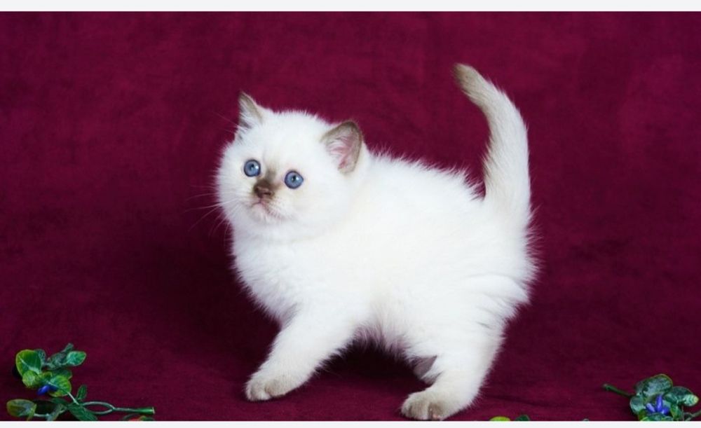 Котята ухоженные