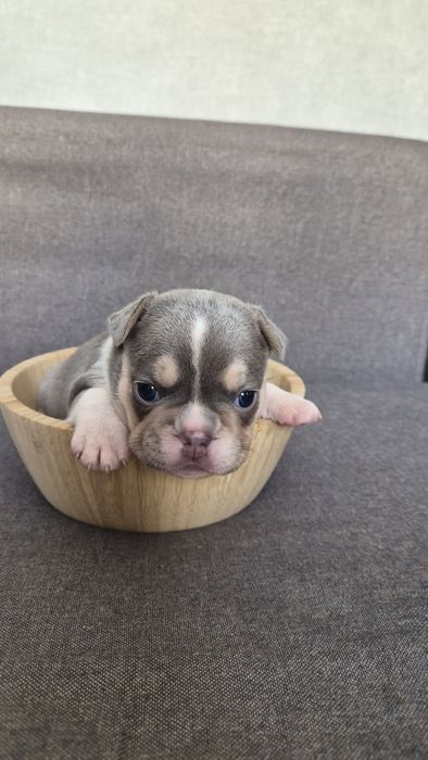 Продам французские бульдожки