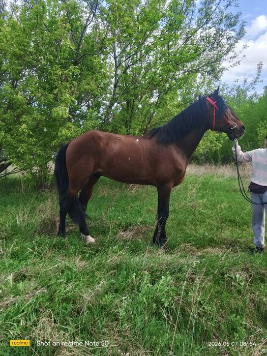 Продам жеребца орловский рысак 8 лет
