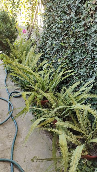 Комнатные цветы разных размеров,для дома,офиса,зимнего сада, магазина.