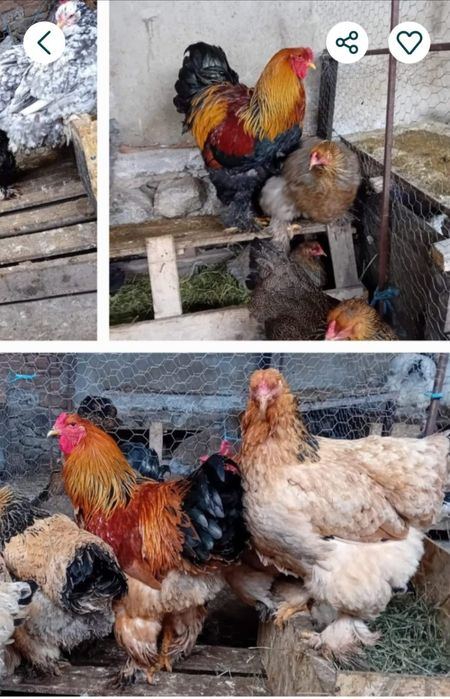 Gaini brahma super preț!