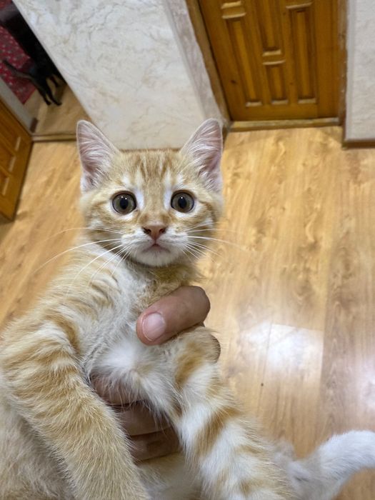 Отдам в хорошие руки котятки