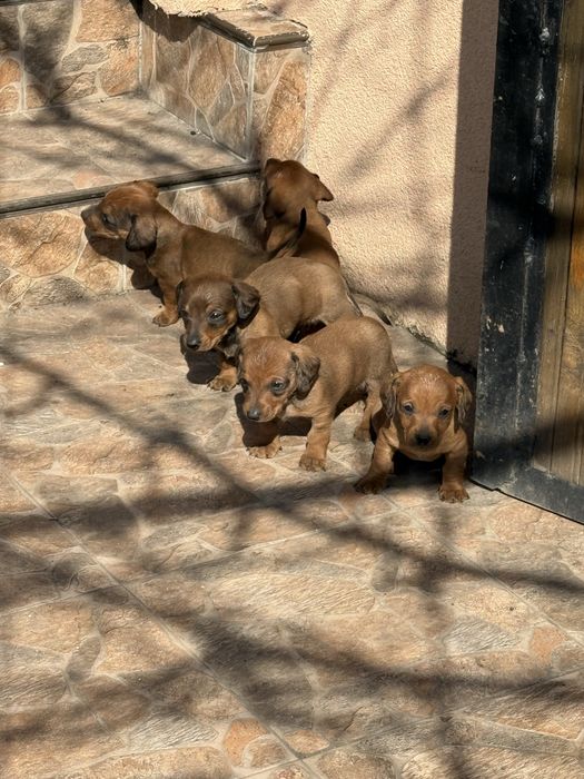 Дакели породости