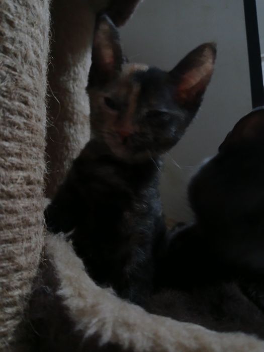 От дам котейку девочку