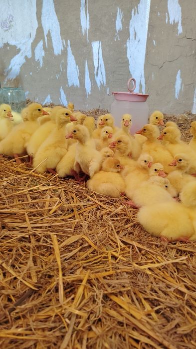 Продам гусяток линда