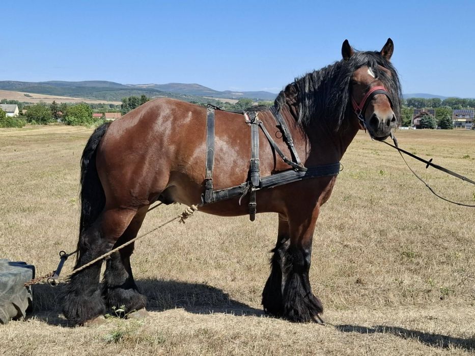 Armasar ardenezii