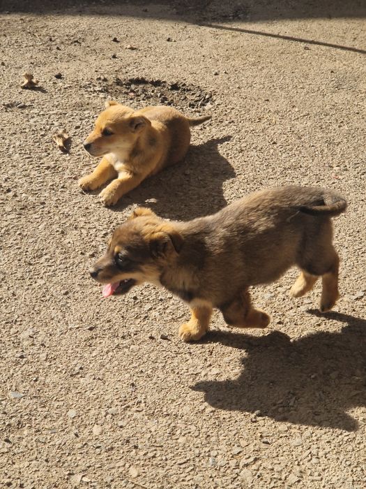 Отдам бесплатно щенков