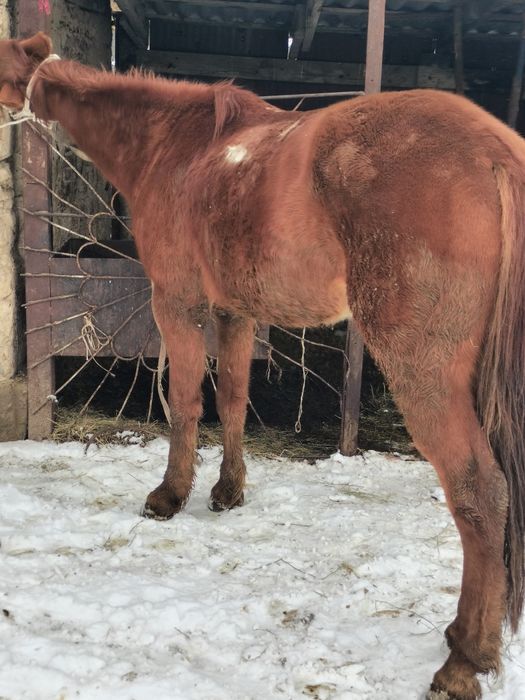 Дөнендер сатылады