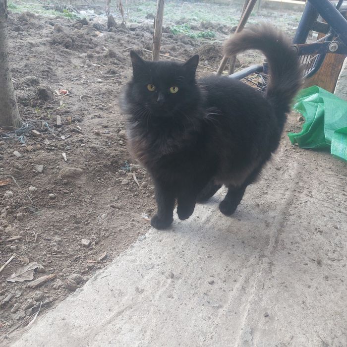 Donez pisici foarte frumoase