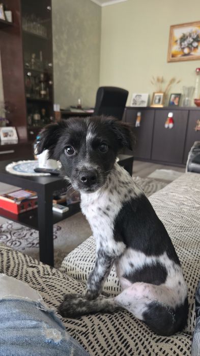 Adopție cățelușa 4 luni