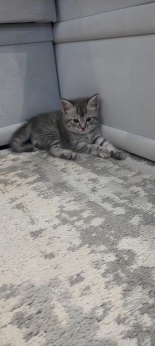 Милые котята Скоттиш Страйт