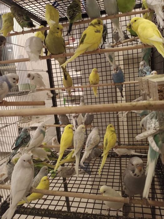 Папугайлар сатылады