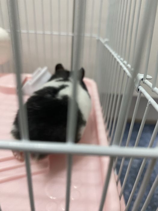 Отдам хомяка 5000 тг