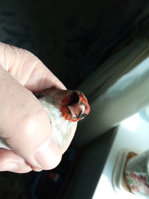 Норчи сотилади, тутилган.