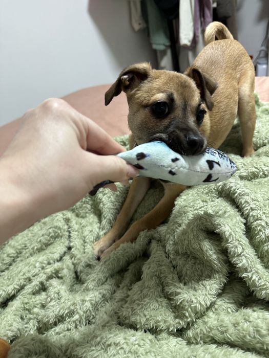 Lisa isi cauta casuta