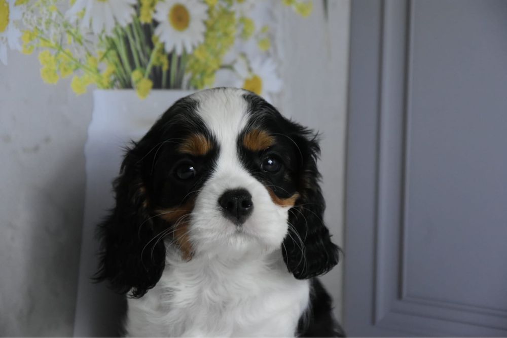 Кавалер кинг чарльз спаниель