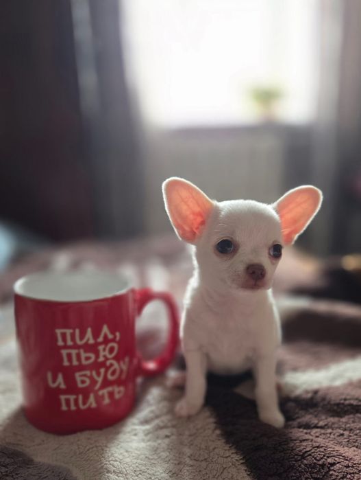 Мини малышка щенок