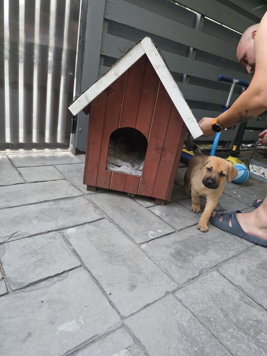 Spre adopție: Cățelușă de 3 luni salvată de pe stradă – foarte iubitoare și jucăușă
