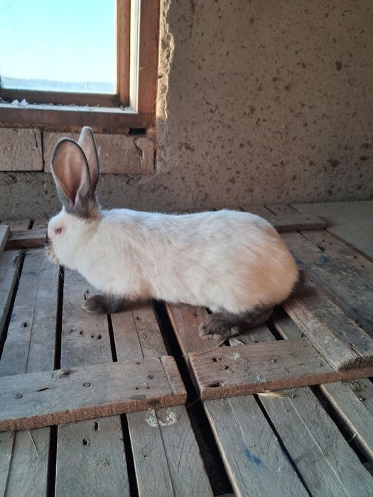 Masculi Uriaș de Transilvania