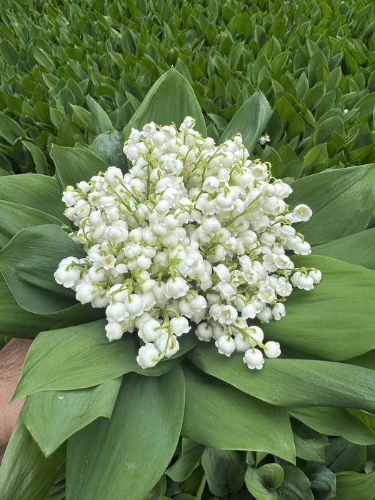 Букеты, Ландыши, по 160.000 сум