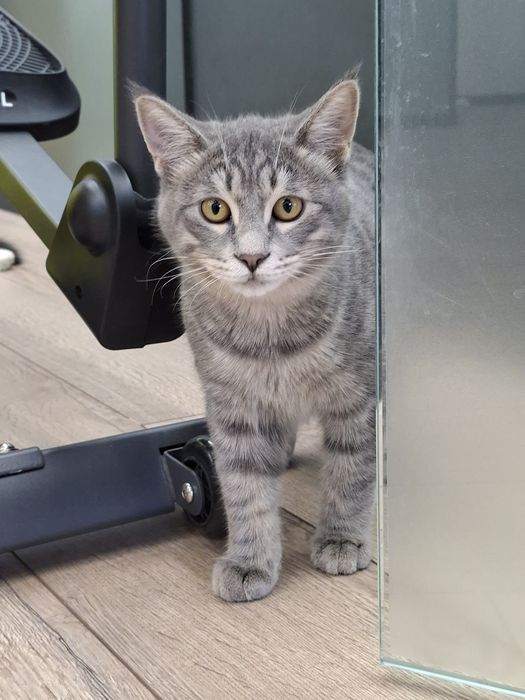 Котенок мальчик имеет паспорт