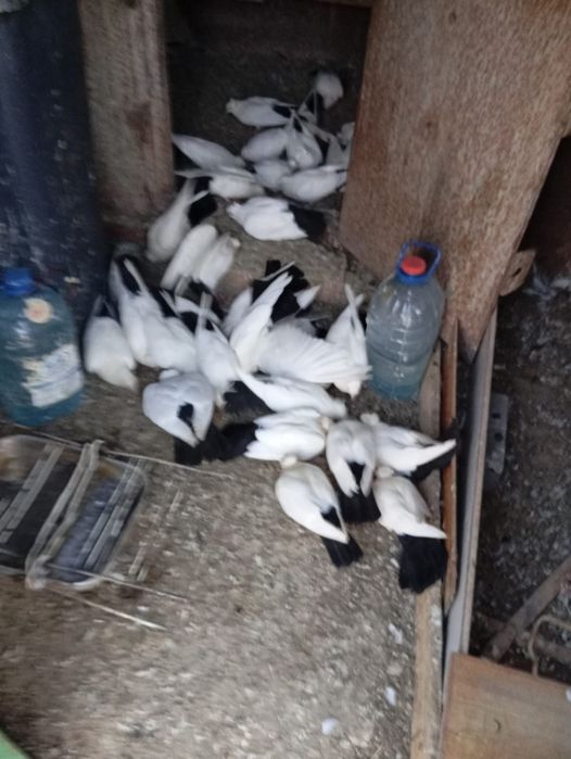 Голубятник / бакинские голуби