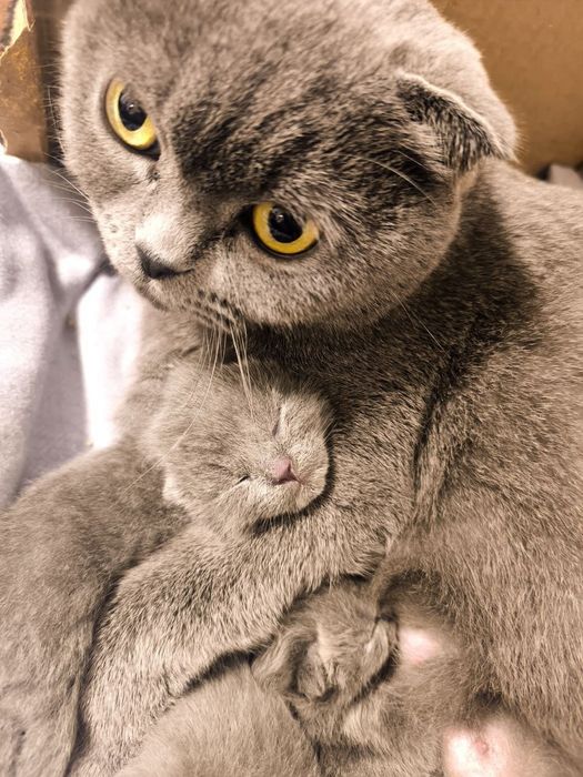 Scottish Fold 2026