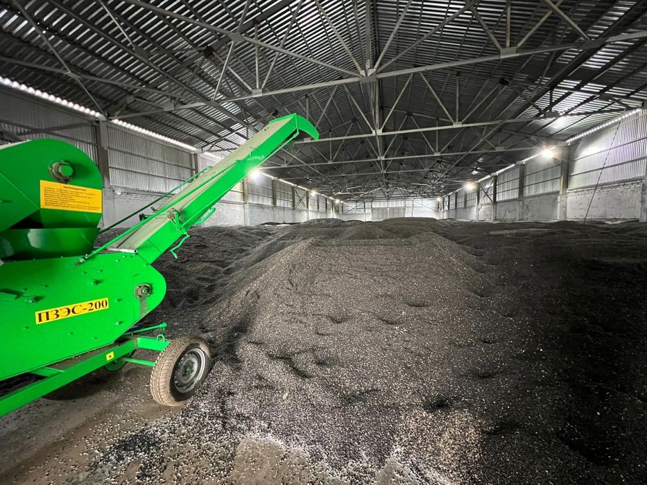 Подсолнечник масличный