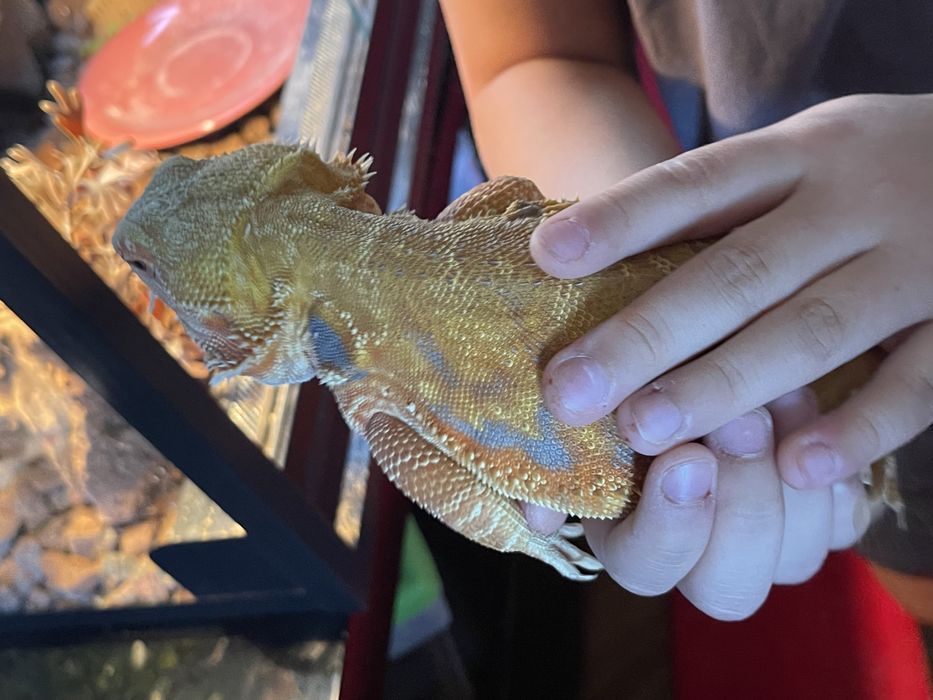 Бородатая агама