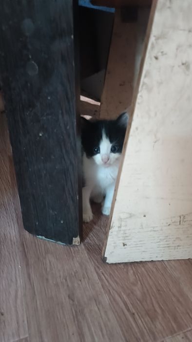 Отдам котят срочно