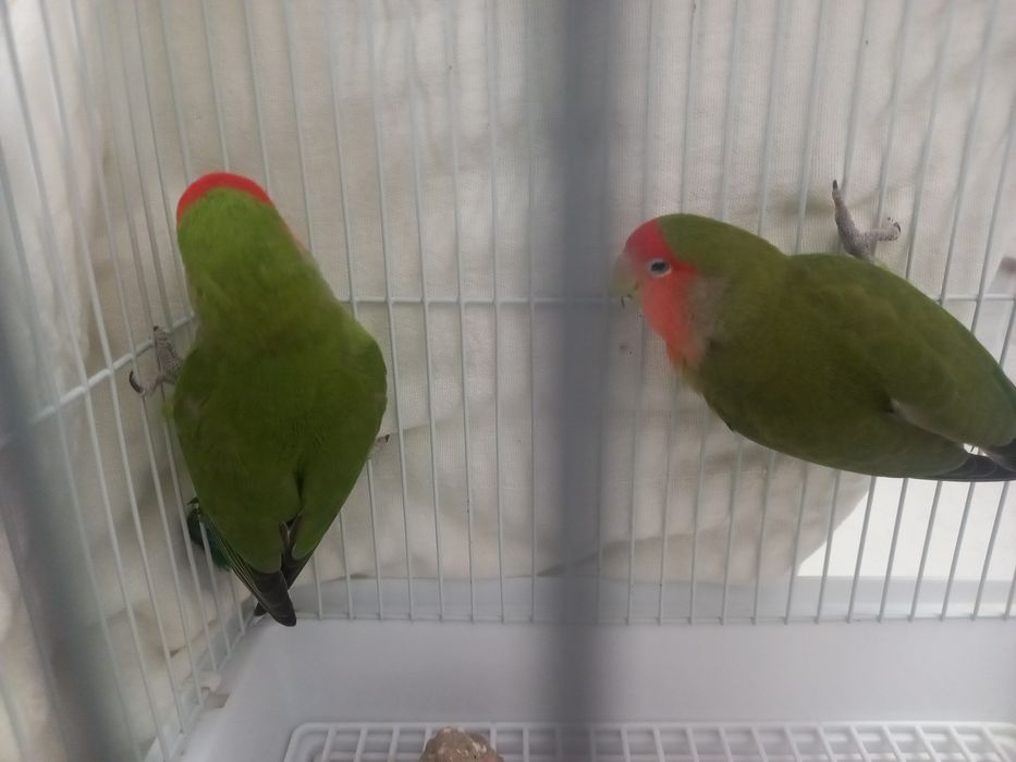 Продаю ПОПУГАИ - Неразлучники