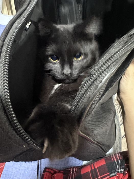 Koтенок по кличке Марсель