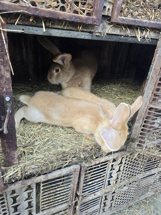 Iepurași uriaș german galben