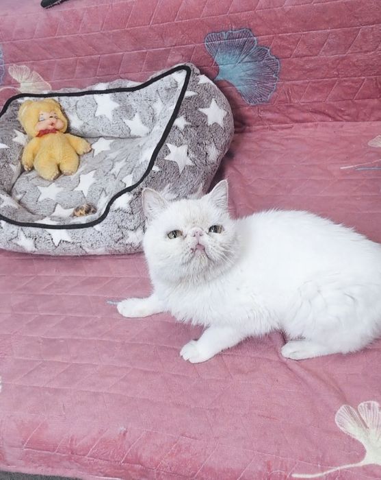 Экзотик из Проф.Питомника