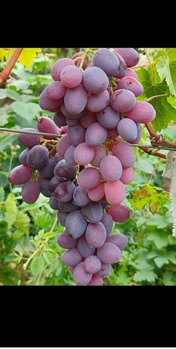 Butasi de vită de vie de anul 2 și de anul 3