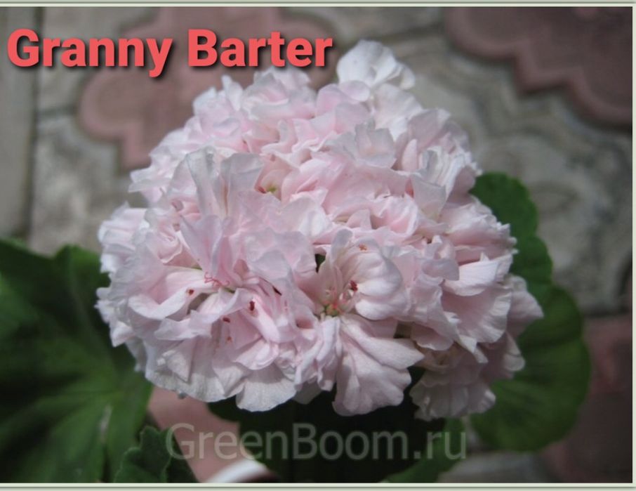 Продам герань