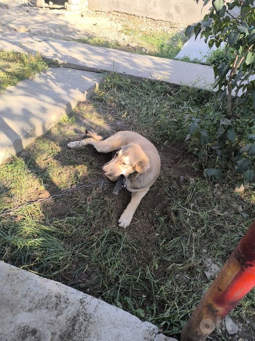 Продаётся мальчик Алабай