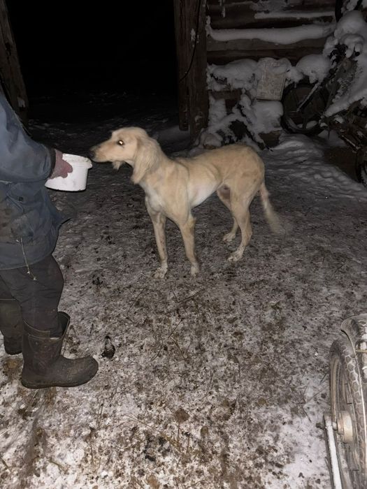 Продаю      тазы