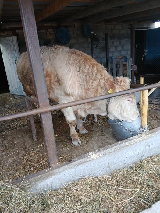 Продам бычка ...