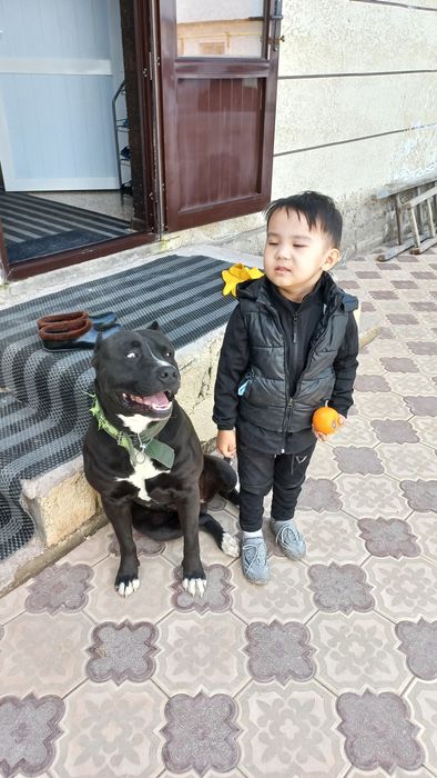 Кобель ищет подругу для вязки