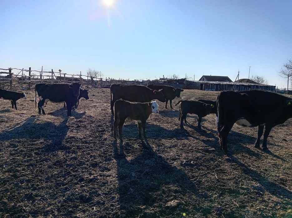 Корова с телёнком