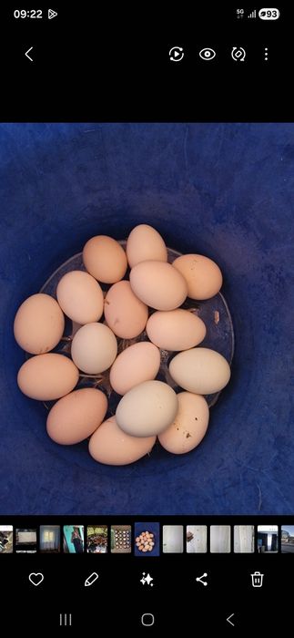 Ouă de vânzare de la găini crescute în libertate, cu cereale bio