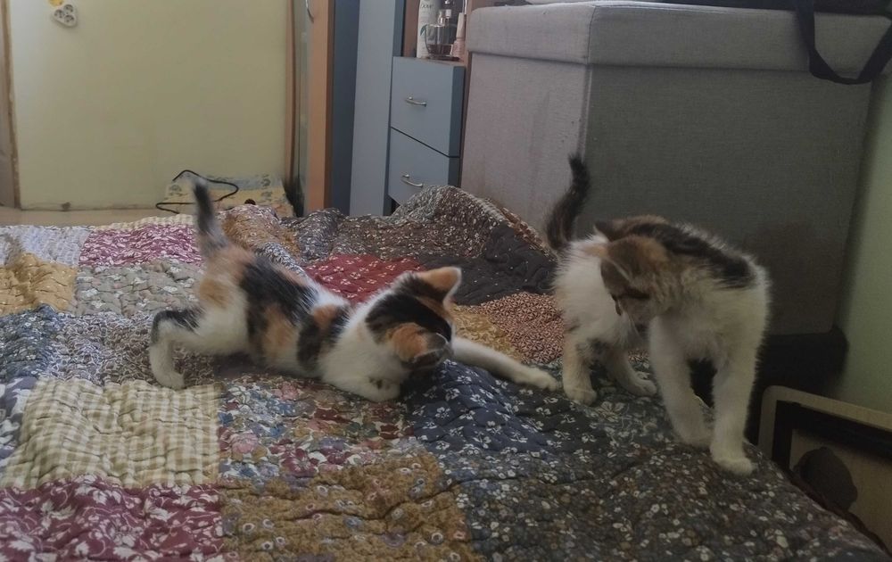 Подарявам котета